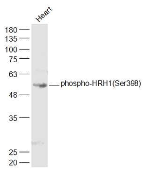 Phospho-HRH1 (Ser398) Rabbit Polyclonal Antibody