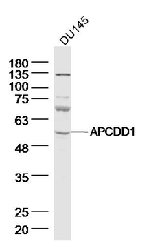 APCDD1 Rabbit Polyclonal Antibody