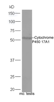 Cytochrome P450 17A1 Rabbit Polyclonal Antibody