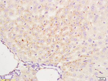 APG4B Rabbit Polyclonal Antibody