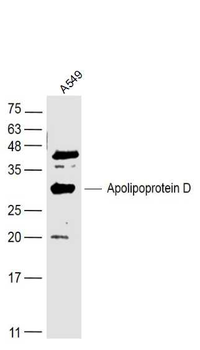 Apolipoprotein D Rabbit Polyclonal Antibody