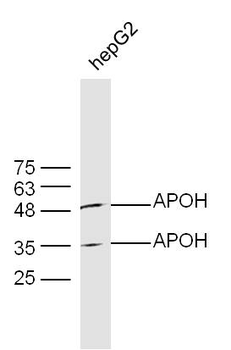 APOH Rabbit Polyclonal Antibody