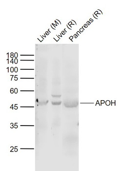 APOH Rabbit Polyclonal Antibody