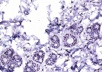 CIDEC Rabbit Polyclonal Antibody