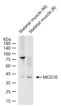 MCG10 Rabbit Polyclonal Antibody