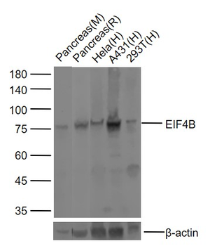 EIF4B Rabbit Polyclonal Antibody