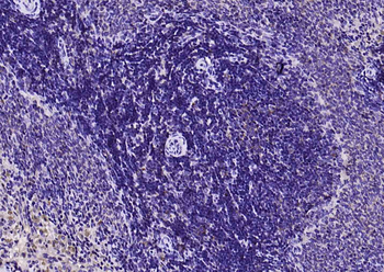 EIF4B Rabbit Polyclonal Antibody