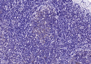 EIF4B Rabbit Polyclonal Antibody