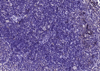 EIF4B Rabbit Polyclonal Antibody