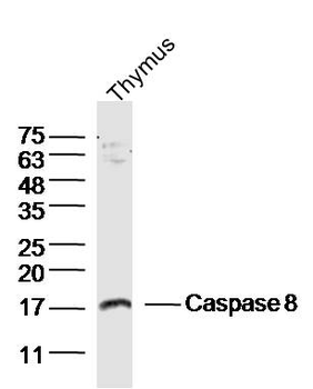 Apoptosis Research Antibody Assembly kit(bcl-2, bax, Caspase-3, Caspase-9, Cytochrome C)
