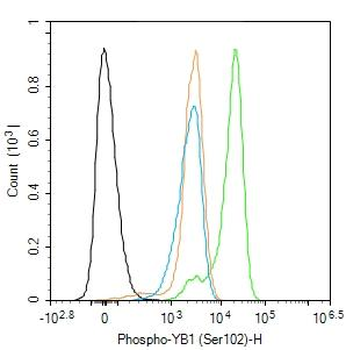 Phospho-NFATc2 (Ser330) Rabbit Polyclonal Antibody