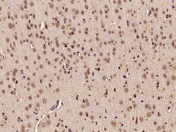 Phospho-NFATc2 (Ser330) Rabbit Polyclonal Antibody