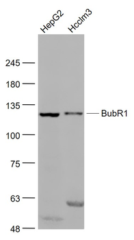 BubR1 Rabbit Polyclonal Antibody