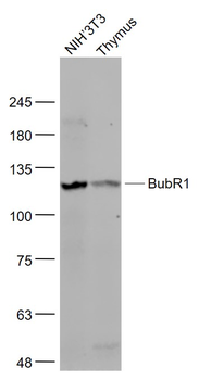 BubR1 Rabbit Polyclonal Antibody