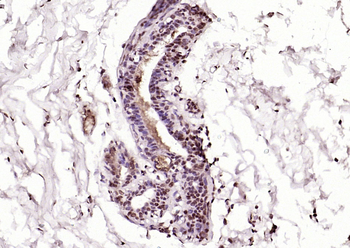 MAS1L Rabbit Polyclonal Antibody