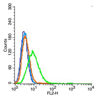 Aquaporin 5 Rabbit Polyclonal Antibody
