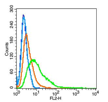 Aquaporin 5 Rabbit Polyclonal Antibody