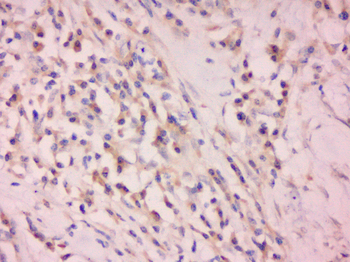 Aquaporin 5 Rabbit Polyclonal Antibody