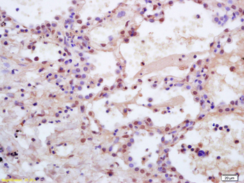 C-Maf Rabbit Polyclonal Antibody