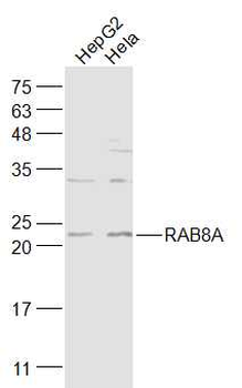 RAB8A Rabbit Polyclonal Antibody