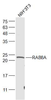 RAB8A Rabbit Polyclonal Antibody