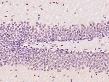OTUB2 Rabbit Polyclonal Antibody