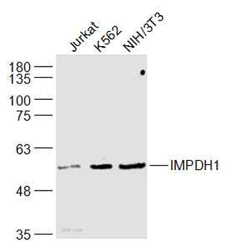 IMPDH1 Rabbit Polyclonal Antibody