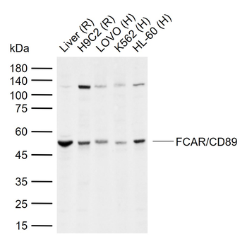 FCAR/CD89 Rabbit Polyclonal Antibody