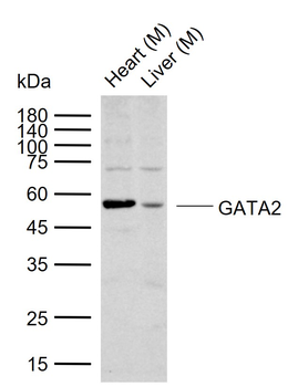 GATA2 Rabbit Polyclonal Antibody