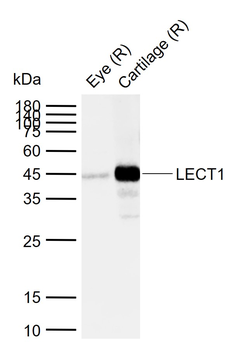LECT1 Rabbit Polyclonal Antibody