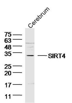 SIRT4 Rabbit Polyclonal Antibody