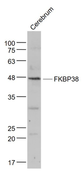 FKBP38 Rabbit Polyclonal Antibody