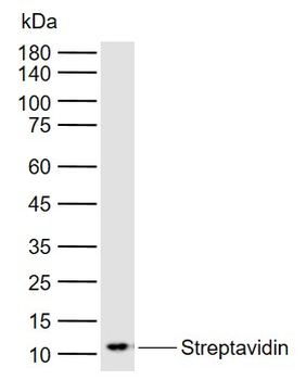 Streptavidin Rabbit Polyclonal Antibody
