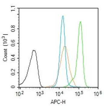 CDCA5 Rabbit Polyclonal Antibody
