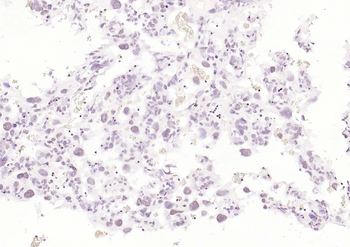 CDCA5 Rabbit Polyclonal Antibody