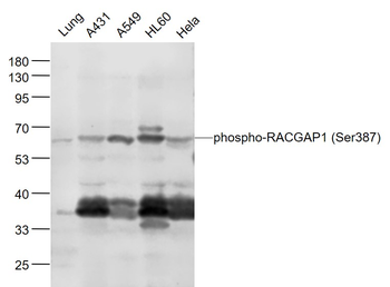 Phospho-RACGAP1 (Ser387) Rabbit Polyclonal Antibody
