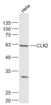 CLK2 Rabbit Polyclonal Antibody