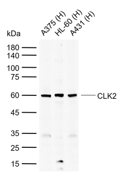 CLK2 Rabbit Polyclonal Antibody