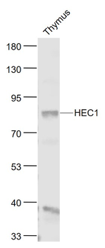 HEC1 Rabbit Polyclonal Antibody