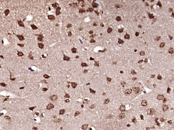 Ferritin Heavy Chain/FTH1 Rabbit Polyclonal Antibody