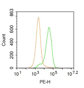 RAB4 Rabbit Polyclonal Antibody