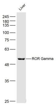 RORC Rabbit Polyclonal Antibody