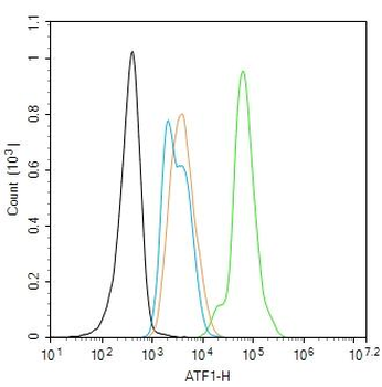 ATF1 Rabbit Polyclonal Antibody