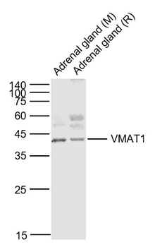 VMAT1 Rabbit Polyclonal Antibody