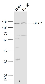 SIRT1 Rabbit Polyclonal Antibody