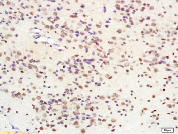 SIRT1 Rabbit Polyclonal Antibody