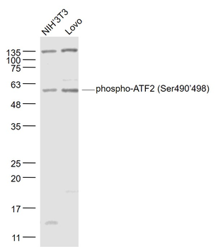Phospho-ATF2 (Ser490/498) Rabbit Polyclonal Antibody