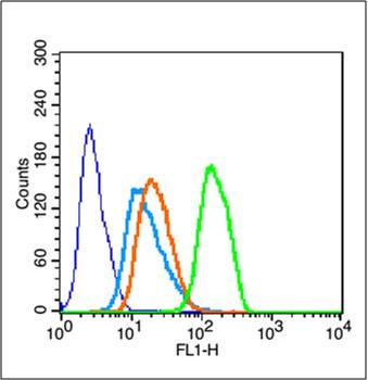 ATF4 Rabbit Polyclonal Antibody