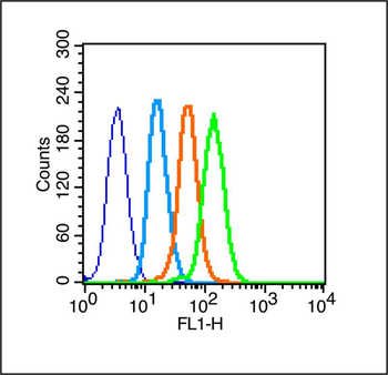 ATM Rabbit Polyclonal Antibody