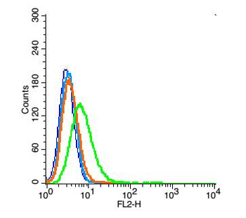 ATF6 Rabbit Polyclonal Antibody